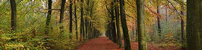forest road near Vlezenbeek