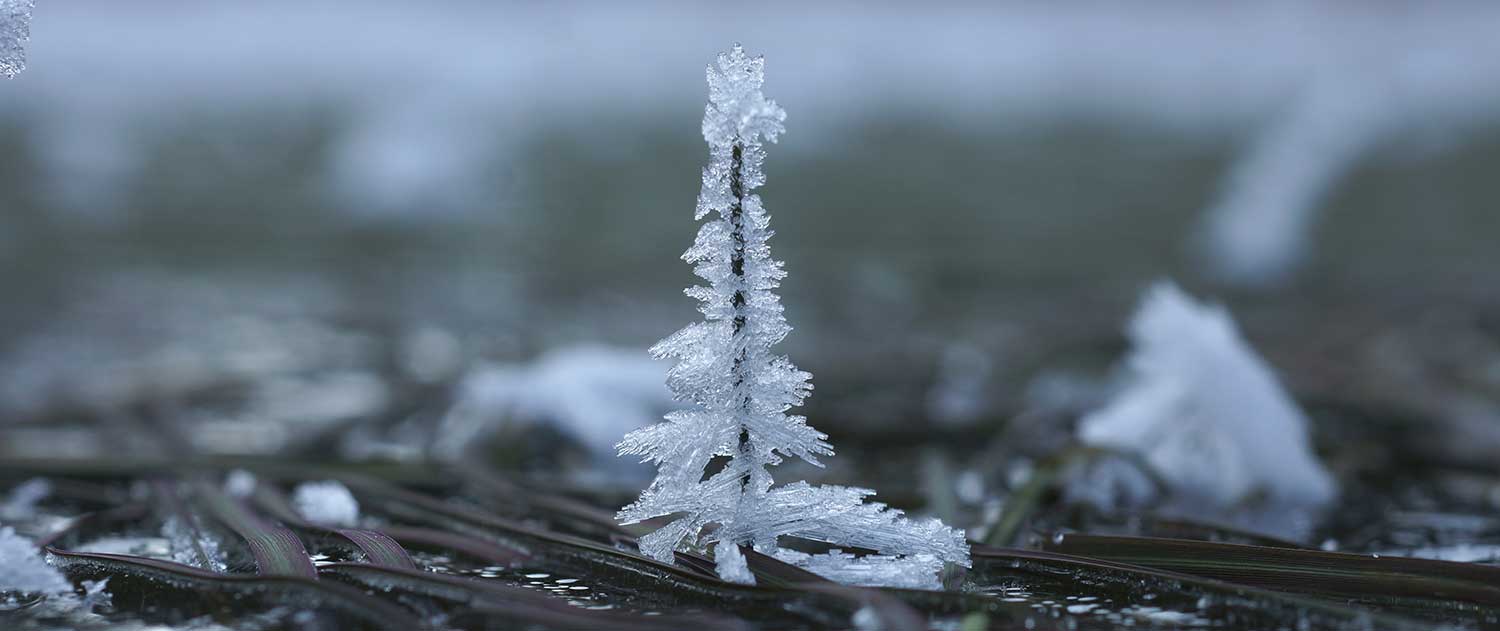 crystal tree