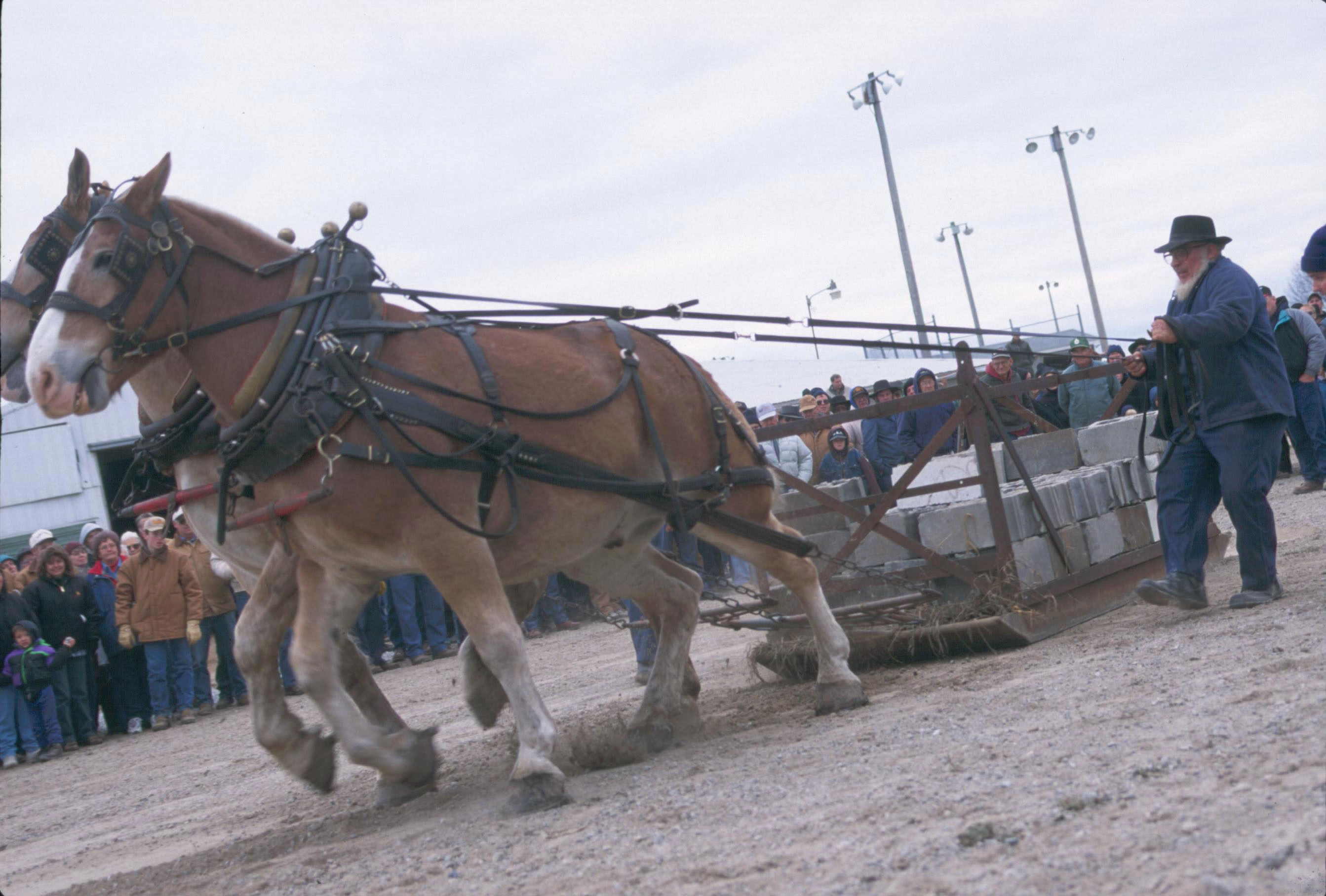 pulling contest