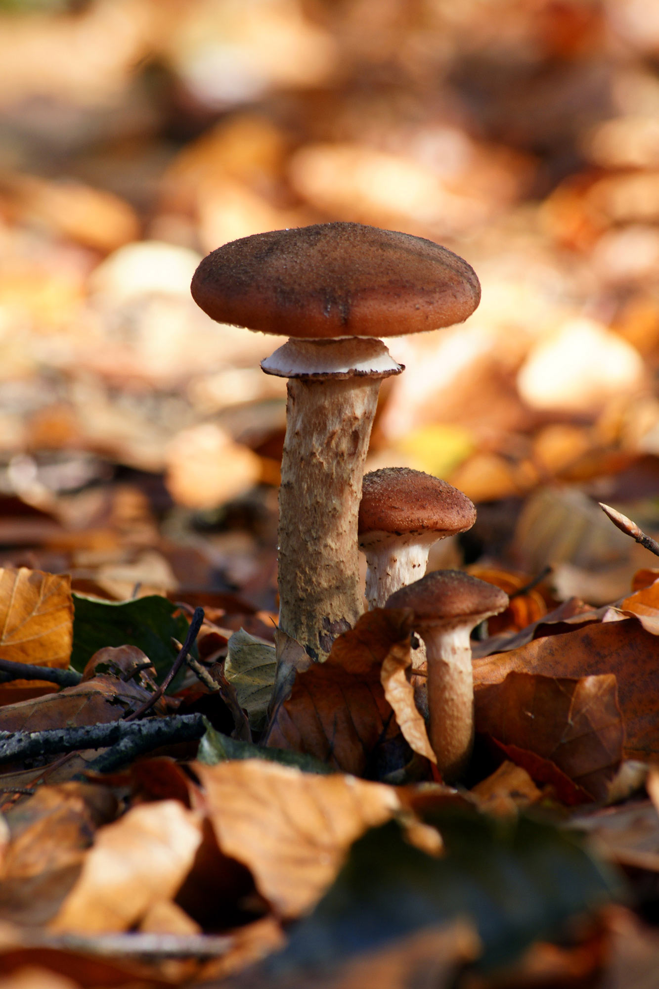 Triplet mushroom