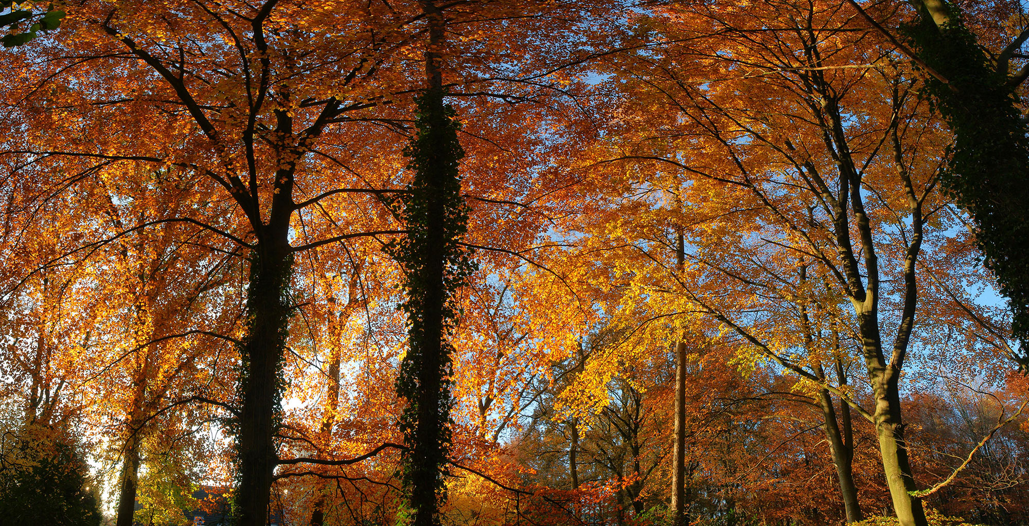 panoramical autumn