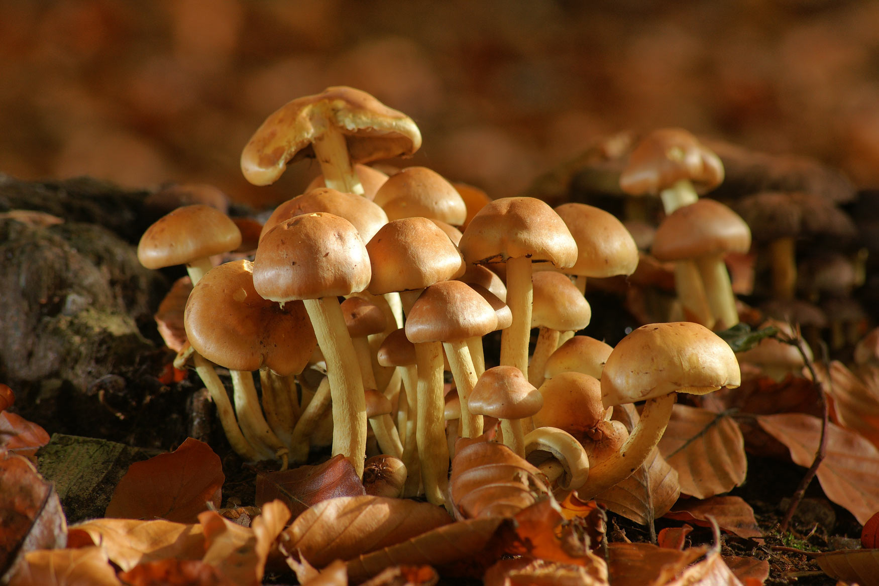 flock of mushrooms