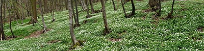 lente in het bos