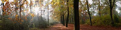 forest road near Vlezenbeek