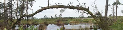 Dead tree over pond