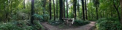 forest road near Vlezenbeek