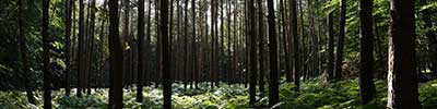 Ferns in a pine forest near Brussels