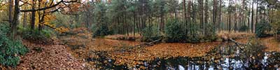 forest road near Vlezenbeek