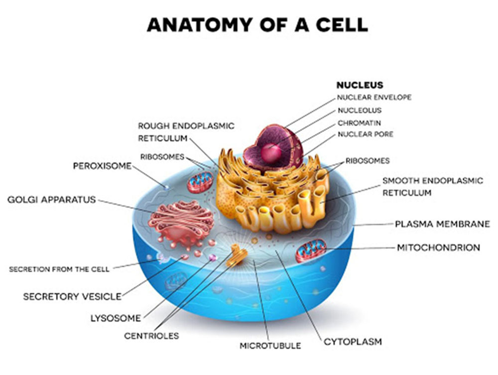 anatomy of a cell