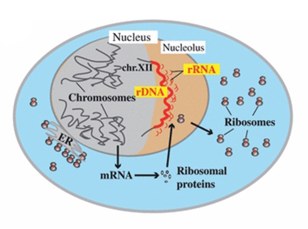 ribosoom DNA